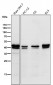 Anti-TIA1 Rabbit Monoclonal Antibody